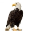 Белый орел картинки, стоковые фото Белый орел | Depositphotos